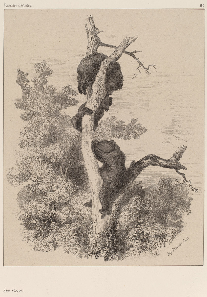 Les ours by Karl Bodmer (Swiss, 1809 - 1893), 16X12"(A3)Poster Print