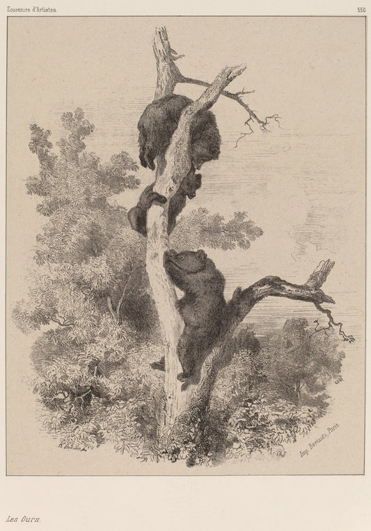 Les ours by Karl Bodmer (Swiss, 1809 - 1893), 16X12"(A3)Poster Print