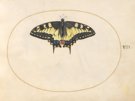 Animalia Rationalia et Insecta (Ignis):  Plate VII by Joris Hoefnagel (Flemish, 1542 - 1600), 16X12"(A3)Poster Print
