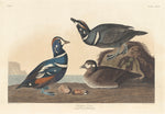 Harlequin Duck by Robert Havell after John James Audubon (American, 1793 - 1878), 16X12"(A3)Poster Print