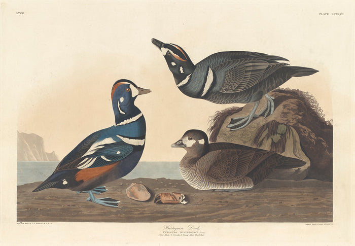 Harlequin Duck by Robert Havell after John James Audubon (American, 1793 - 1878), 16X12