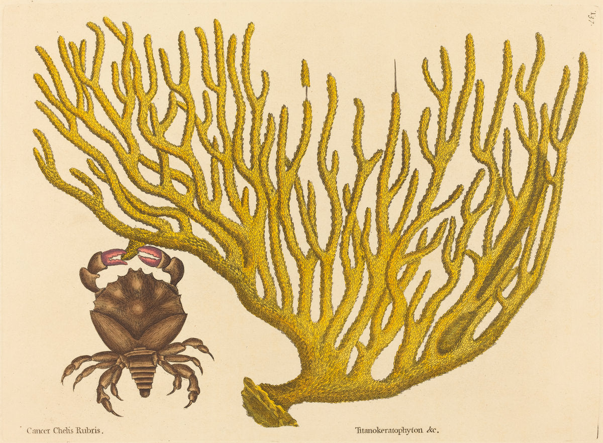 The Red Clawed Crab (Cancer erythropus) by Mark Catesby (English, 1679 - 1749), 16X12"(A3)Poster Print