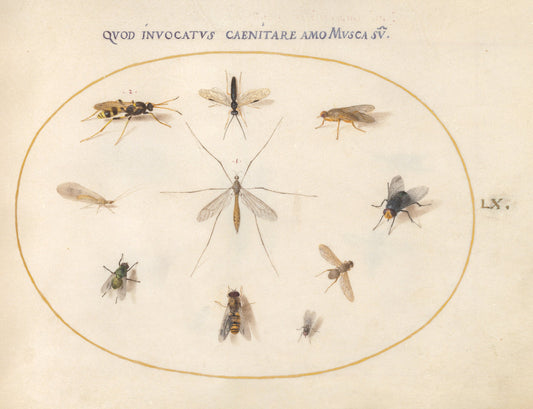 Animalia Rationalia et Insecta (Ignis):  Plate LX by Joris Hoefnagel (Flemish, 1542 - 1600), 16X12"(A3)Poster Print