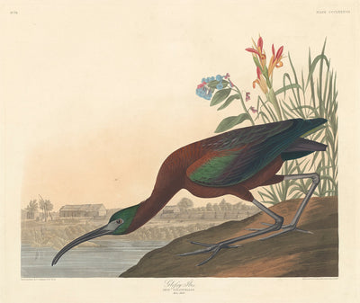 Glossy Ibis by Robert Havell after John James Audubon (American, 1793 - 1878), 16X12"(A3)Poster Print