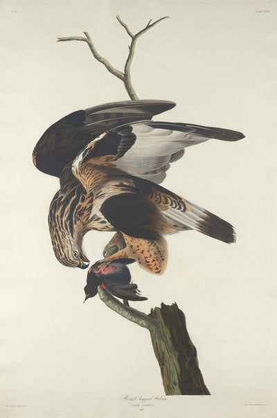 Rough-legged Falcon by Robert Havell after John James Audubon (American, 1793 - 1878), 16X12"(A3)Poster Print