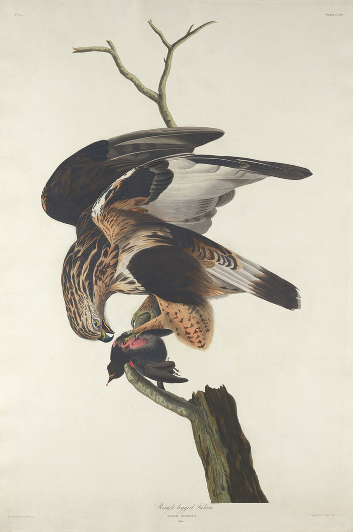 Rough-legged Falcon by Robert Havell after John James Audubon (American, 1793 - 1878), 16X12