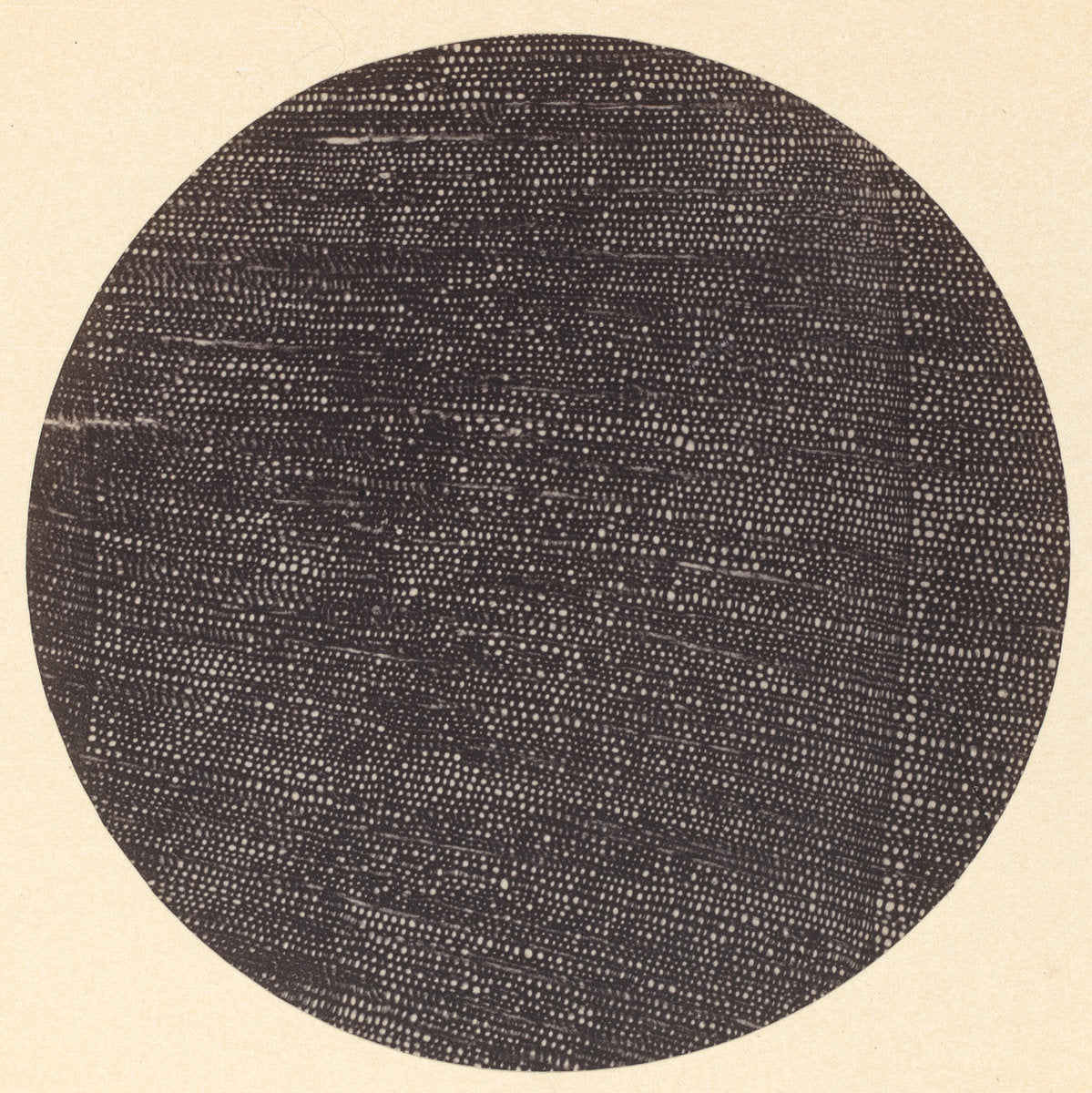 Microphotograph of Traverse Section of Wood (Salisburia) by Dr. Arthur Durham (1850 - 1930), 16X12"(A3)Poster Print