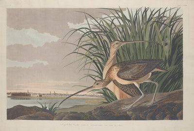 Long-billed Curlew by Robert Havell after John James Audubon (American, born England, 1793 - 1878), 16X12"(A3)Poster Print