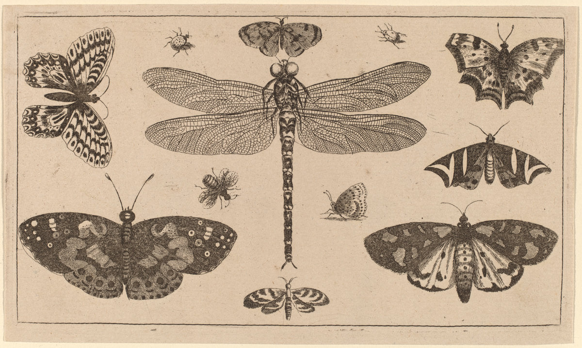 Dragonfly, Ladybirds, and Butterflies by Wenceslaus Hollar (Bohemian, 1607 - 1677), 16X12"(A3)Poster Print