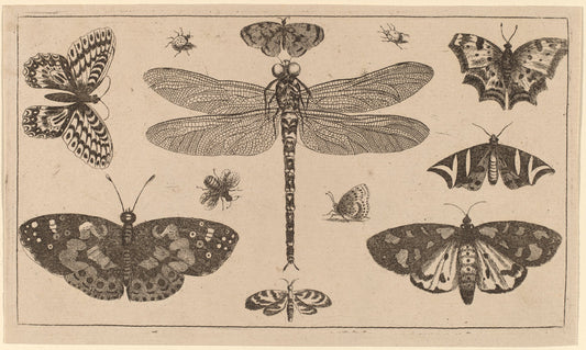 Dragonfly, Ladybirds, and Butterflies by Wenceslaus Hollar (Bohemian, 1607 - 1677), 16X12"(A3)Poster Print