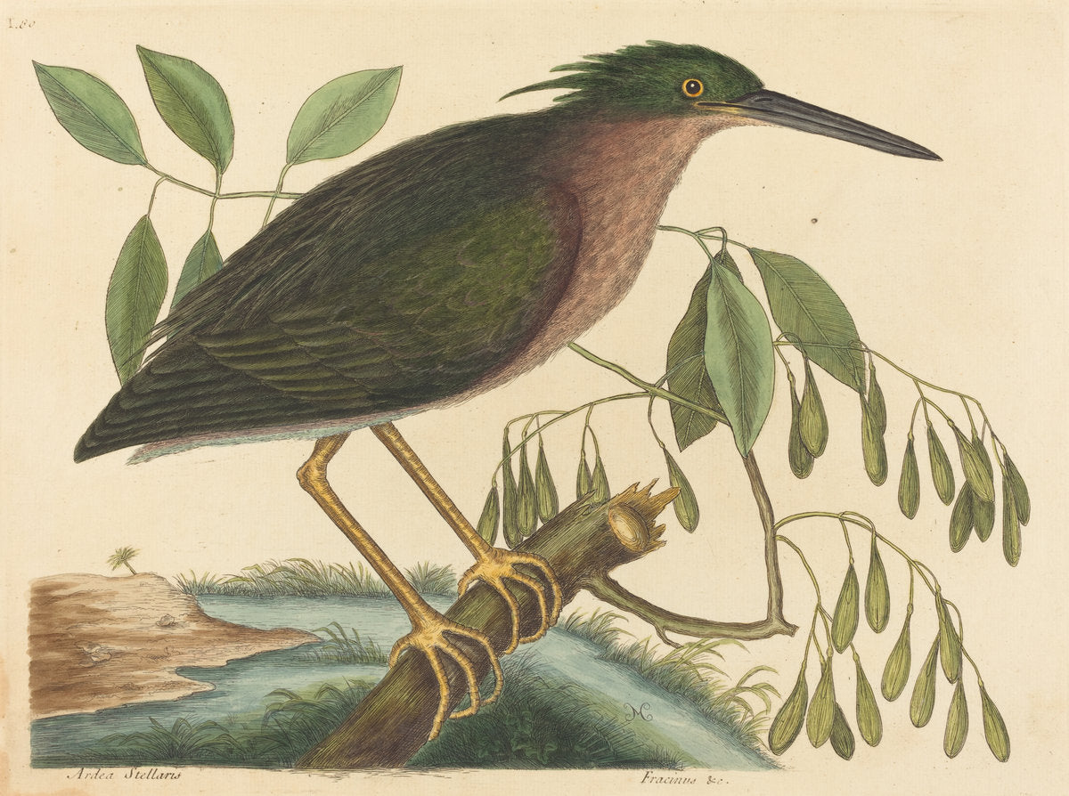 The Small Bittern (Ardea virescens) by Mark Catesby (English, 1679 - 1749), 16X12"(A3)Poster Print