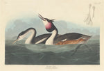 Crested Grebe by Robert Havell after John James Audubon (American, 1793 - 1878), 16X12"(A3)Poster Print