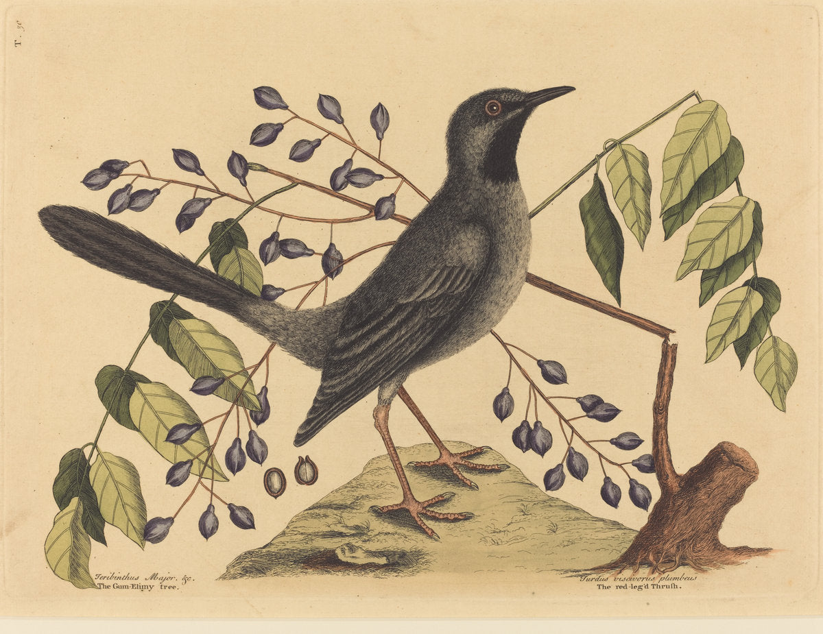 The Red Legged Thrush (Turdus plumbeus) by Mark Catesby (English, 1679 - 1749), 16X12"(A3)Poster Print