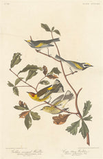 Golden-winged Warbler and Cape May Warbler by Robert Havell after John James Audubon (American, 1793 - 1878), 16X12"(A3)Poster Print