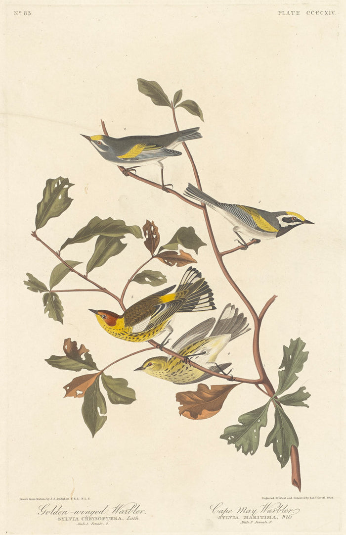 Golden-winged Warbler and Cape May Warbler by Robert Havell after John James Audubon (American, 1793 - 1878), 16X12