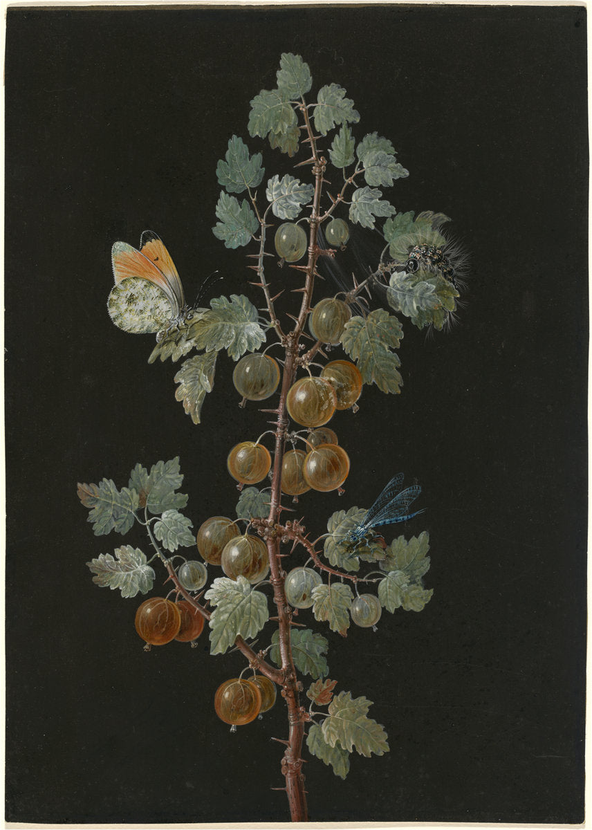 A Branch of Gooseberries with a Dragonfly, an Orange-Tip Butterfly, and a Caterpillar by Barbara Dietzsch (German, 1706 - 1783), 16X12"(A3)Poster Print