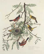 Orchard Oriole by Robert Havell after John James Audubon (American, 1793 - 1878), 16X12"(A3)Poster Print