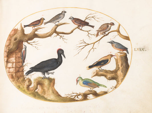 Animalia Volatilia et Amphibia (Aier): Plate LXIX by Joris Hoefnagel (Flemish, 1542 - 1600), 16X12"(A3)Poster Print