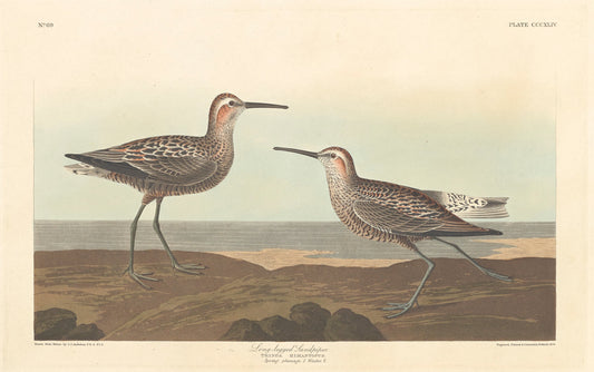 Long-legged Sandpiper by Robert Havell after John James Audubon (American, 1793 - 1878), 16X12"(A3)Poster Print