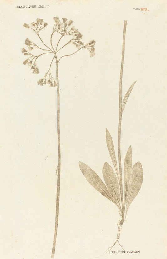 Hieracium Cymosum by Johann Hieronymus Kniphof (German, 1704 - 1763), 16X12"(A3)Poster Print