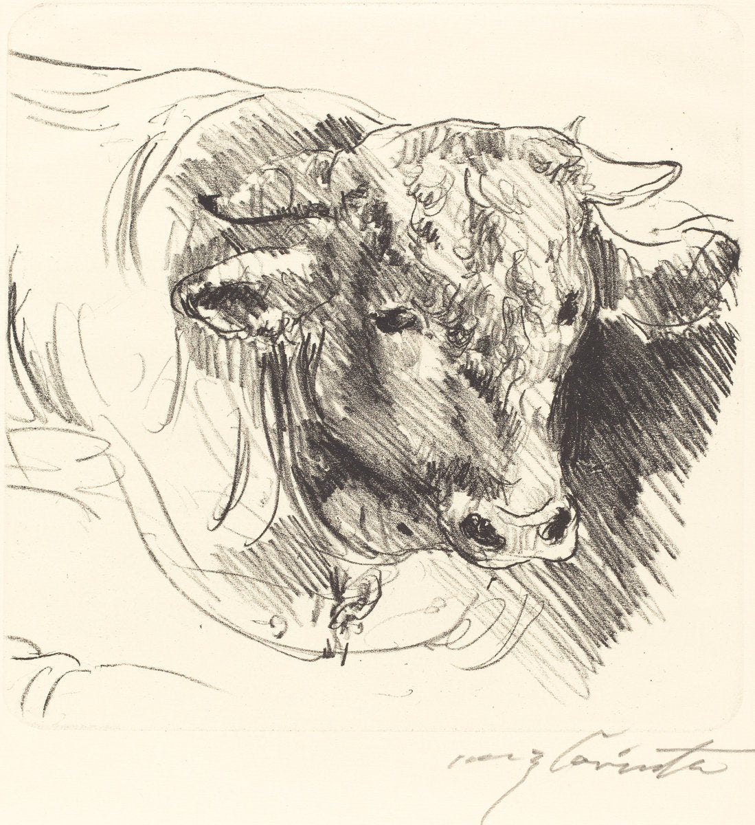 Head of a Steer (Stierkopf) by Lovis Corinth (German, 1858 - 1925), 16X12"(A3)Poster Print