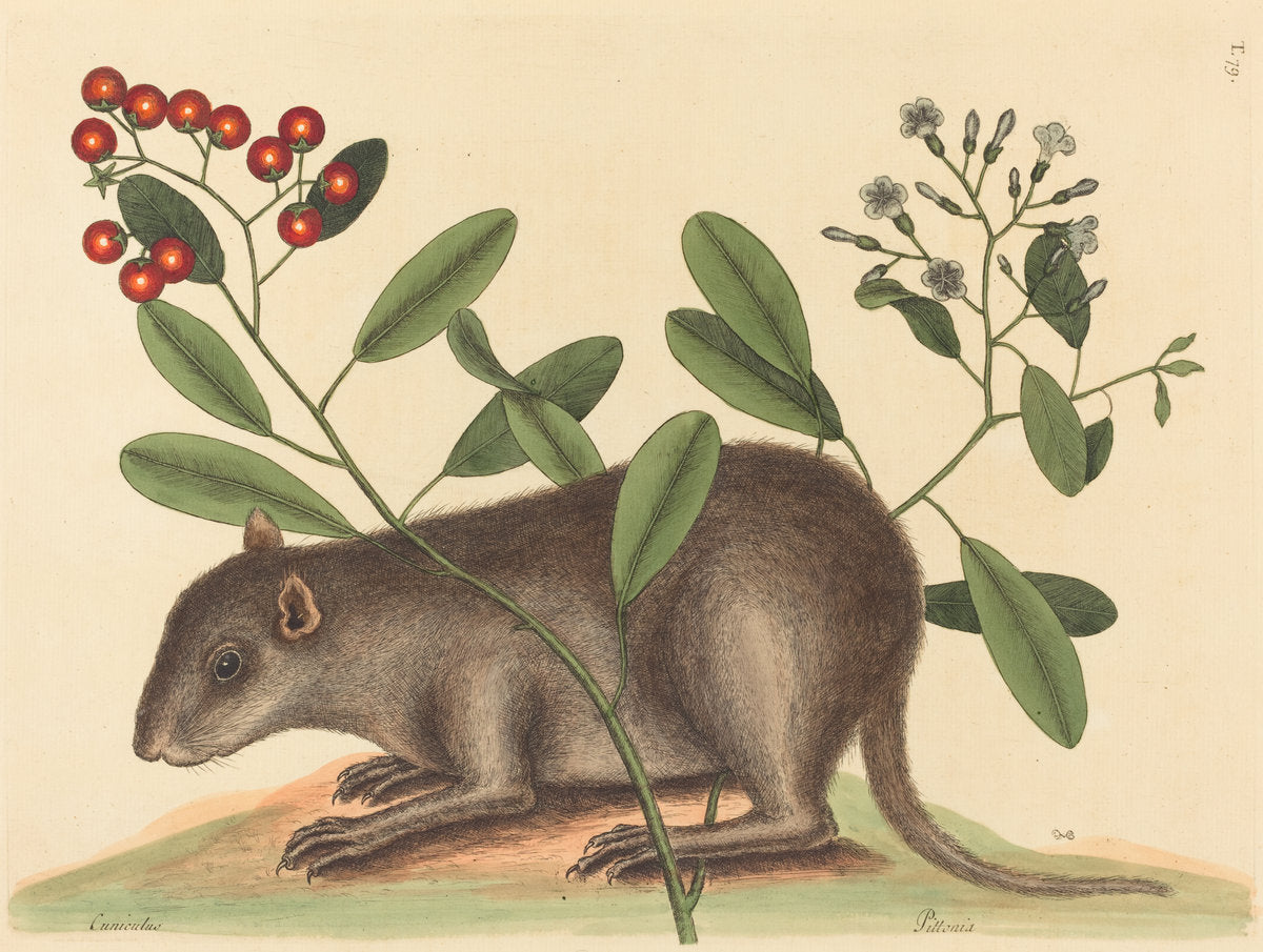 The Bahama Coney (Mus Monax) by Mark Catesby (English, 1679 - 1749), 16X12"(A3)Poster Print