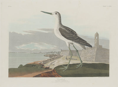 Greenshank by Robert Havell after John James Audubon (American, 1793 - 1878), 16X12"(A3)Poster Print