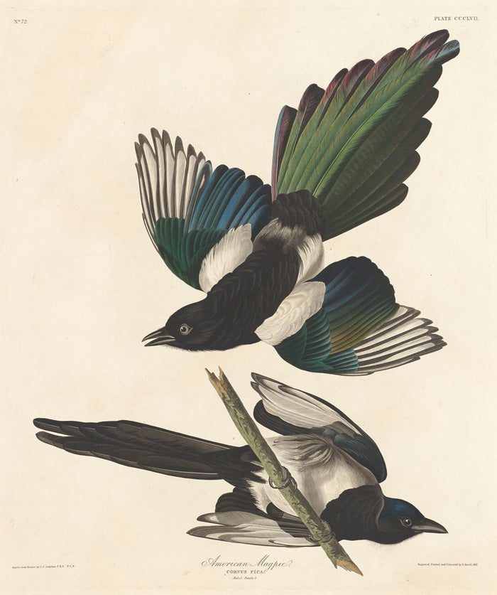 American Magpie by Robert Havell after John James Audubon (American, 1793 - 1878), 16X12