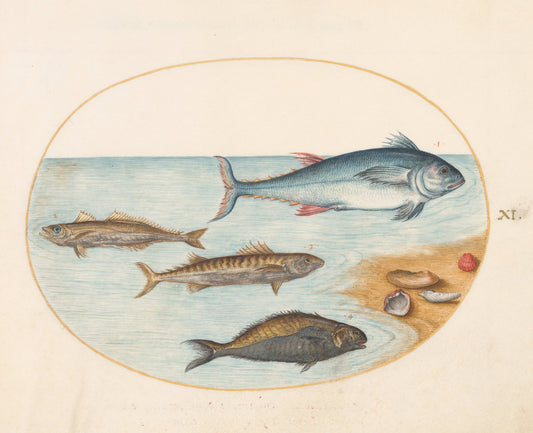 Animalia Aqvatilia et Cochiliata (Aqva): Plate XI by Joris Hoefnagel (Flemish, 1542 - 1600), 16X12"(A3)Poster Print