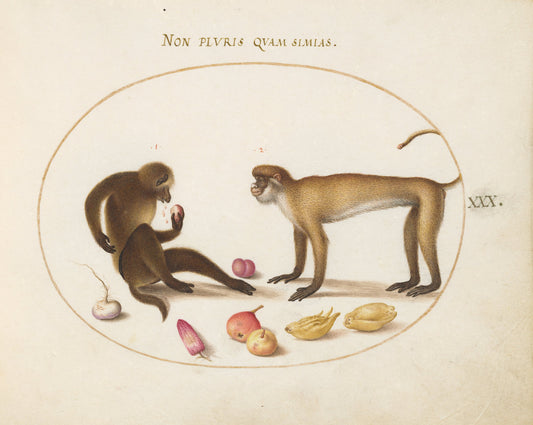 Animalia Qvadrvpedia et Reptilia (Terra): Plate XXX by Joris Hoefnagel (Flemish, 1542 - 1600), 16X12"(A3)Poster Print