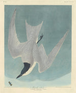 Marsh Tern by Robert Havell after John James Audubon (American, 1793 - 1878), 16X12"(A3)Poster Print