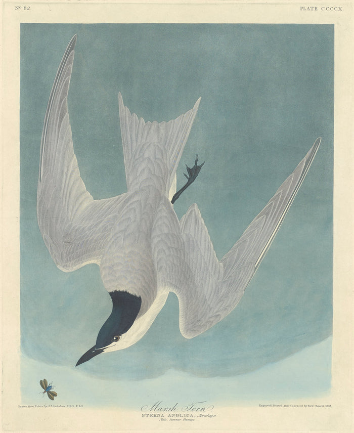 Marsh Tern by Robert Havell after John James Audubon (American, 1793 - 1878), 16X12