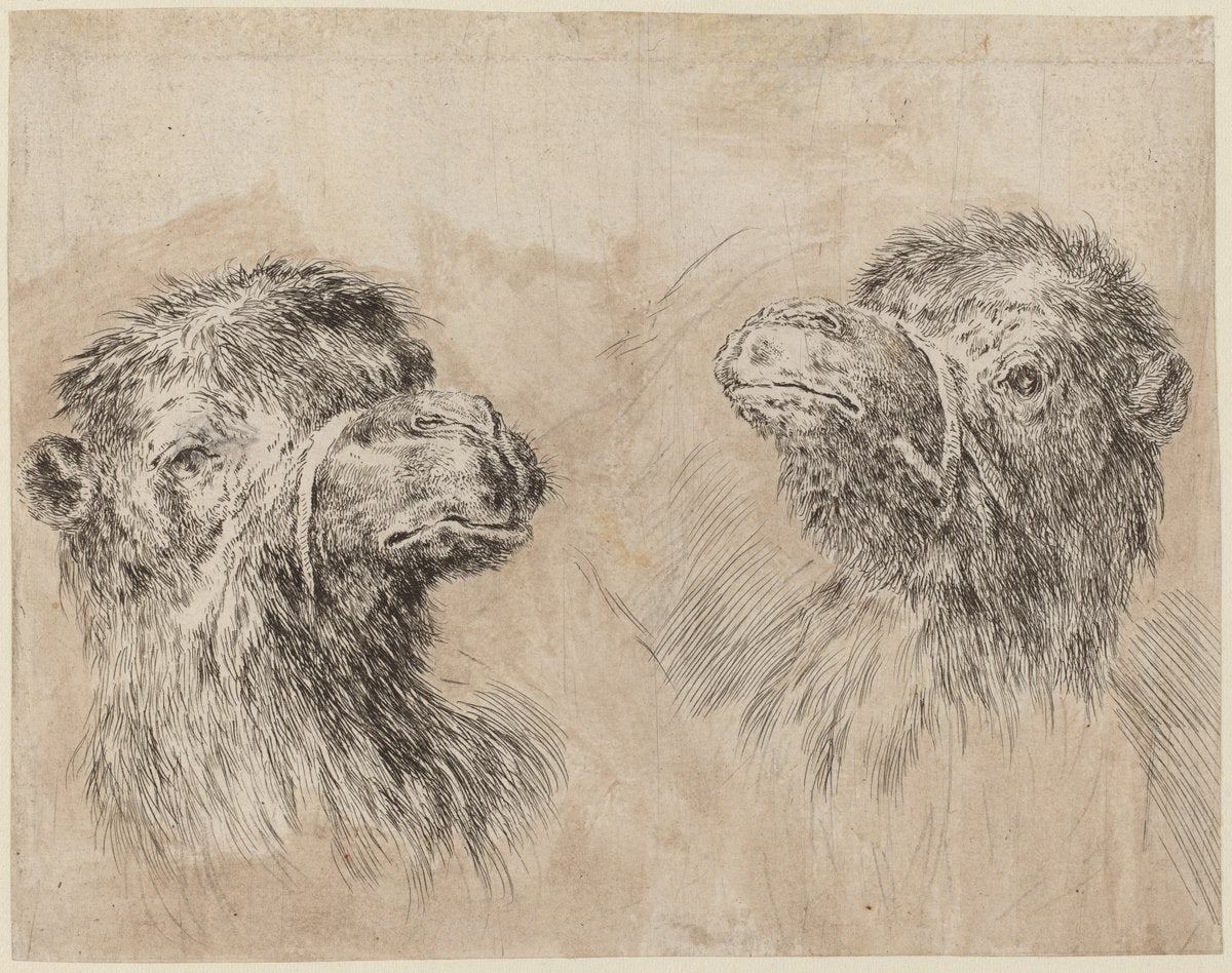 Two Camel Heads [recto] by Stefano Della Bella (Italian, 1610 - 1664), 16X12"(A3)Poster Print