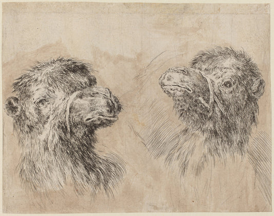 Two Camel Heads [recto] by Stefano Della Bella (Italian, 1610 - 1664), 16X12"(A3)Poster Print