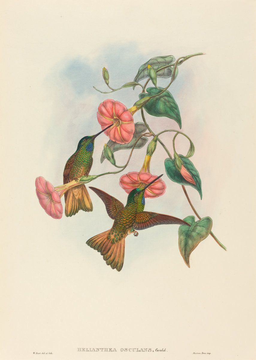 Helianthea osculans (Buff-tailed Star-Frontlet) by W. Hart (British, active 1851 - 1898), 16X12"(A3)Poster Print