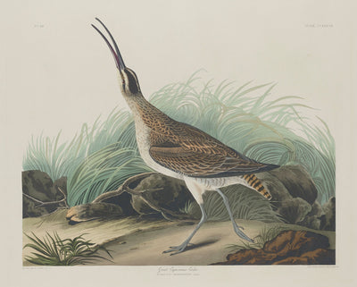 Great Esquimaux Curlew by Robert Havell after John James Audubon (American, 1793 - 1878), 16X12"(A3)Poster Print