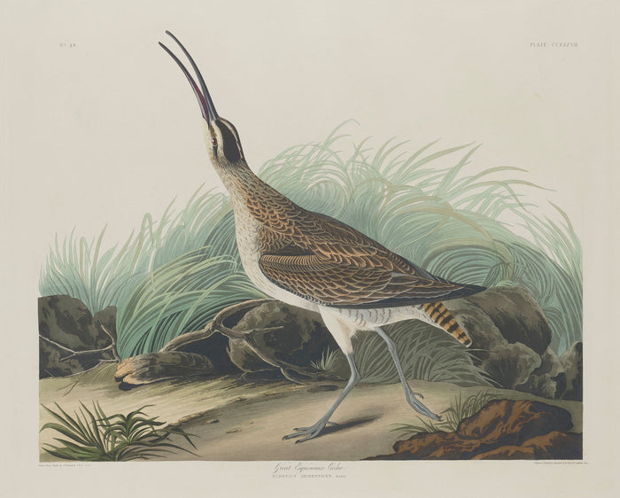 Great Esquimaux Curlew by Robert Havell after John James Audubon (American, 1793 - 1878), 16X12