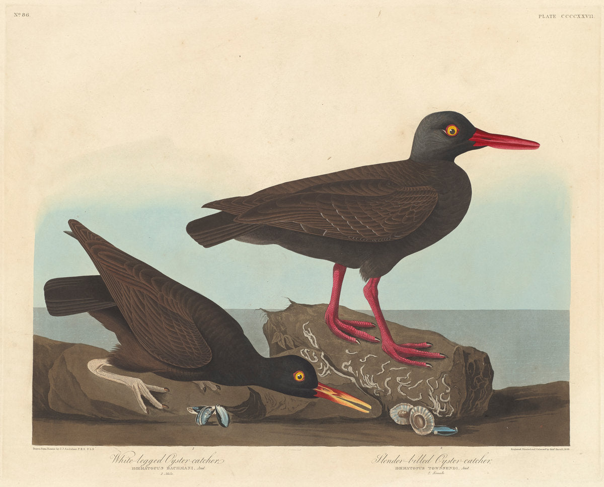 White-Legged Oyster-Catcher and Slender-Billed Oyster-Catcher by Robert Havell after John James Audubon (American, 1793 - 1878), 16X12"(A3)Poster Print