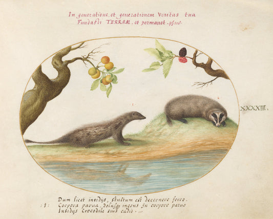 Animalia Qvadrvpedia et Reptilia (Terra): Plate XLIII by Joris Hoefnagel (Flemish, 1542 - 1600), 16X12"(A3)Poster Print