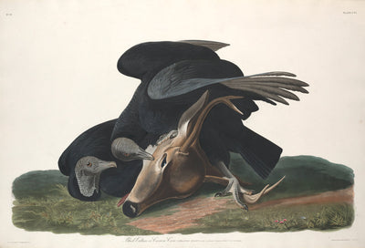 Black Vulture by Robert Havell after John James Audubon (American, 1793 - 1878), 16X12"(A3)Poster Print