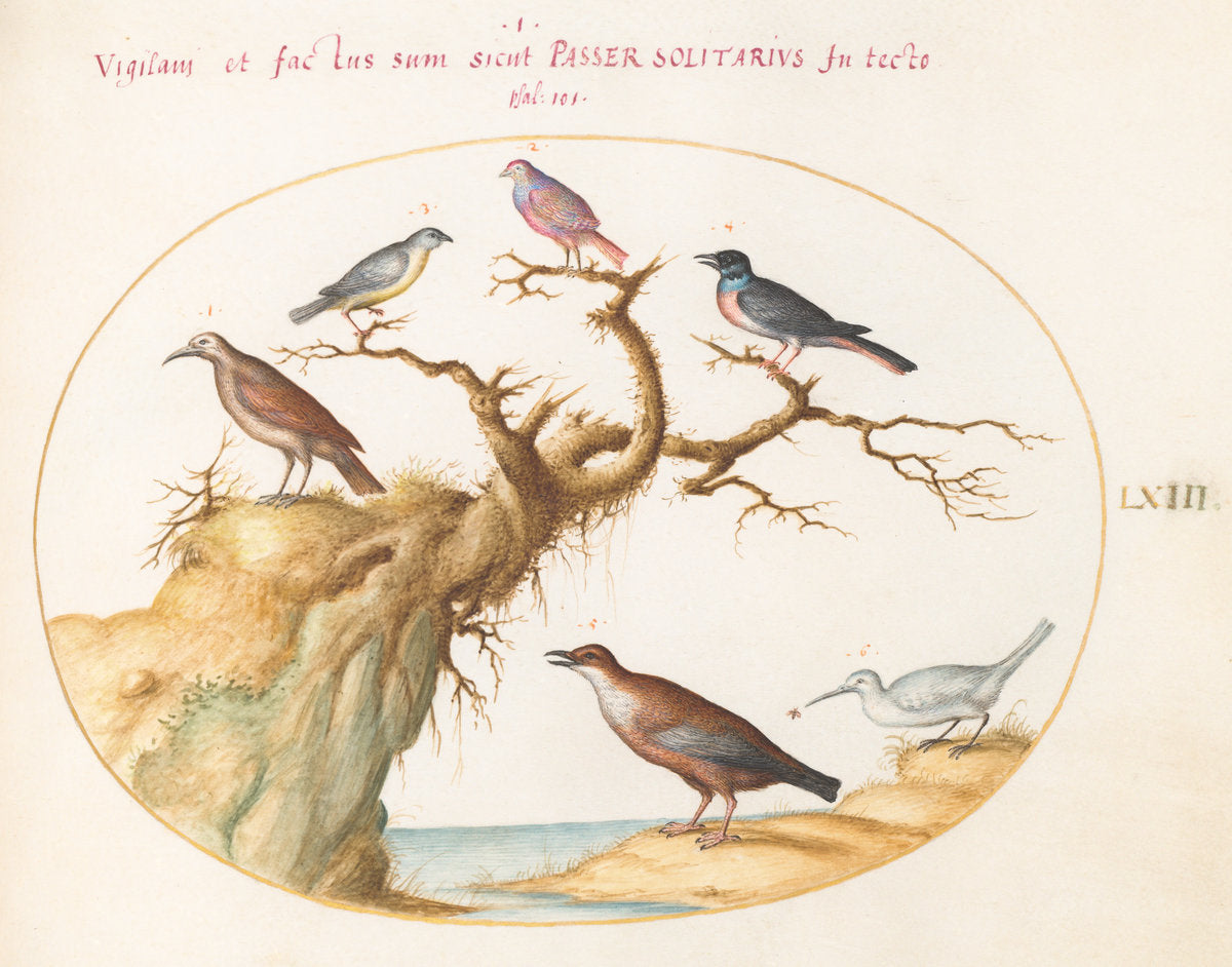 Animalia Volatilia et Amphibia (Aier): Plate LXIII by Joris Hoefnagel (Flemish, 1542 - 1600), 16X12"(A3)Poster Print