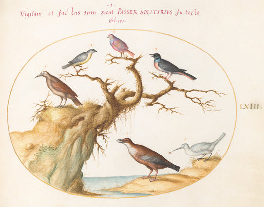 Animalia Volatilia et Amphibia (Aier): Plate LXIII by Joris Hoefnagel (Flemish, 1542 - 1600), 16X12"(A3)Poster Print