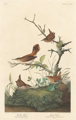 Winter Wren and Rock Wren by Robert Havell after John James Audubon (American, 1793 - 1878), 16X12"(A3)Poster Print