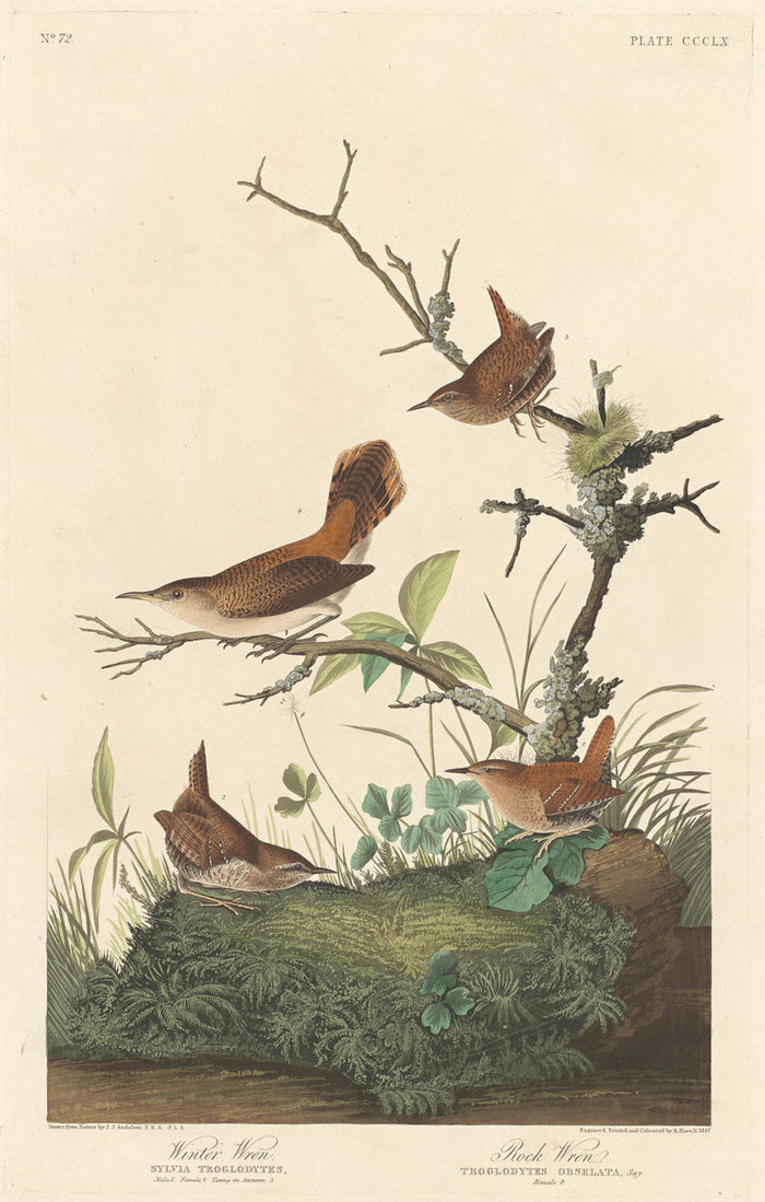 Winter Wren and Rock Wren by Robert Havell after John James Audubon (American, 1793 - 1878), 16X12