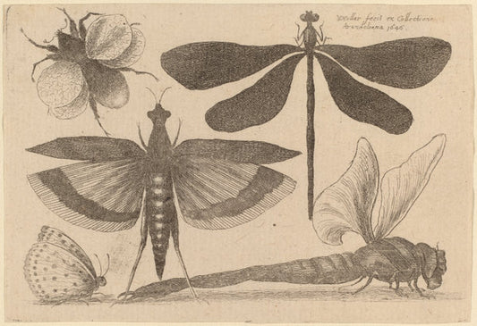 Dragonflies and a Bumble Bee by Wenceslaus Hollar (Bohemian, 1607 - 1677), 16X12"(A3)Poster Print