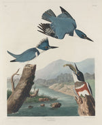 Belted Kingsfisher by Robert Havell after John James Audubon (American, 1793 - 1878), 16X12"(A3)Poster Print