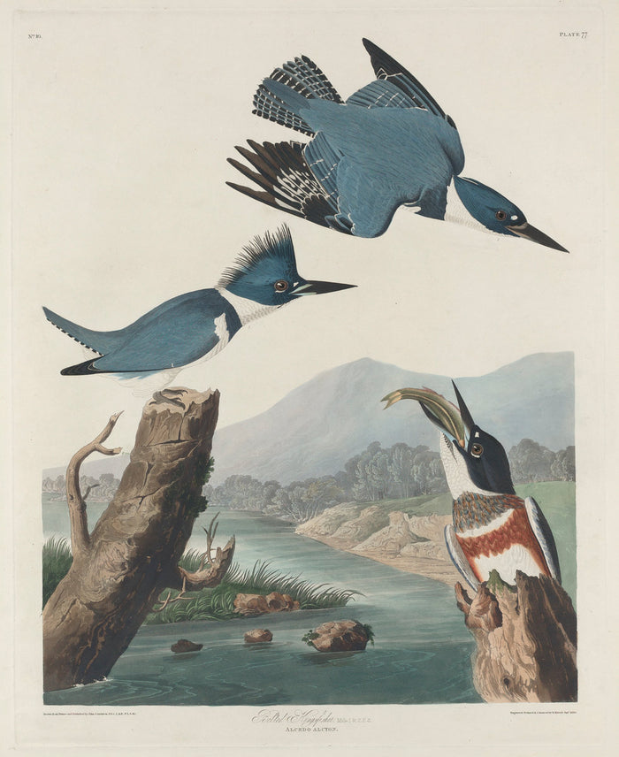 Belted Kingsfisher by Robert Havell after John James Audubon (American, 1793 - 1878), 16X12