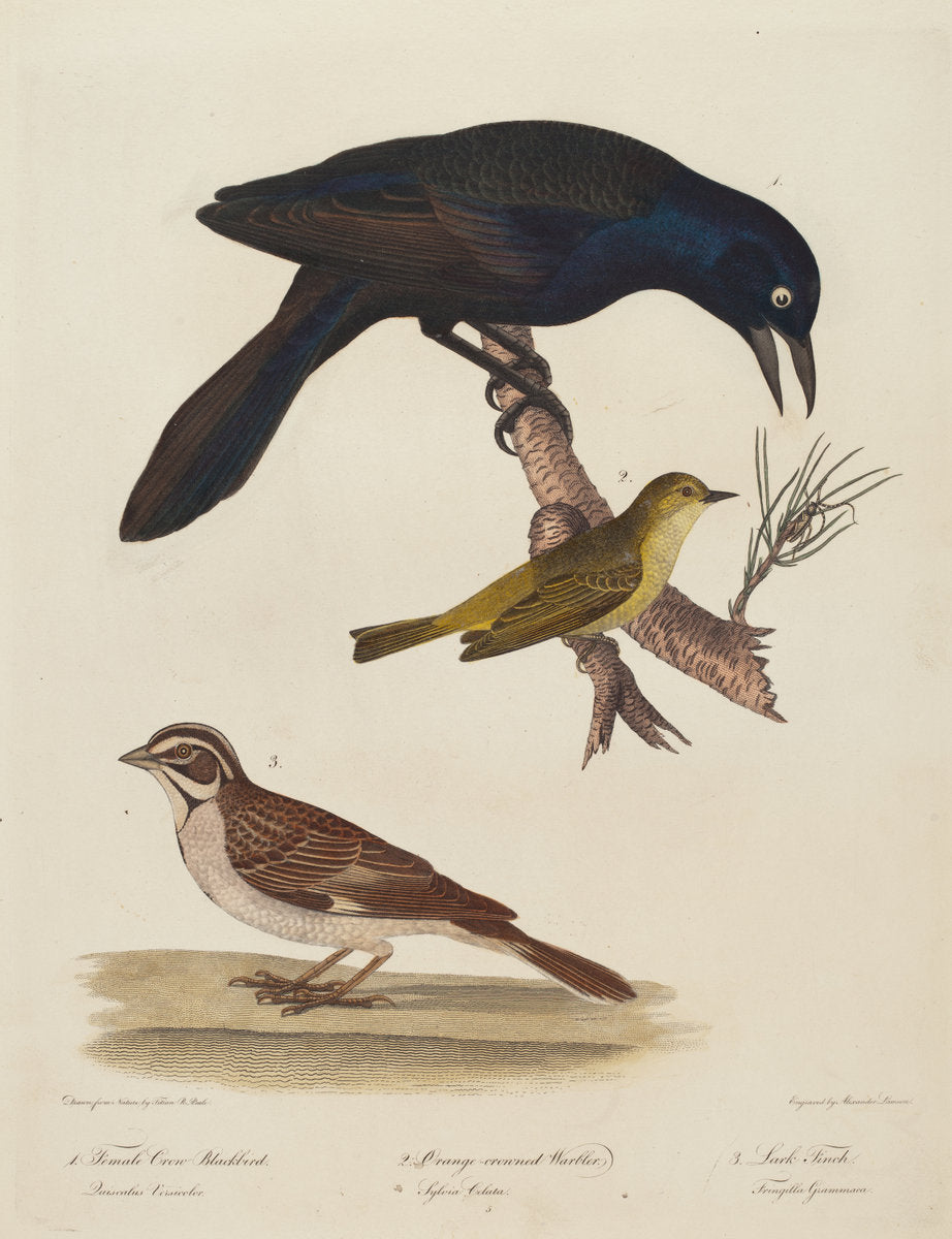 Female Crow Blackbird, Orange-Crowned Warbler, Lark Finch by Alexander Lawson after Titian Ramsay Peale (American, 1773 - 1846), 16X12"(A3)Poster Print