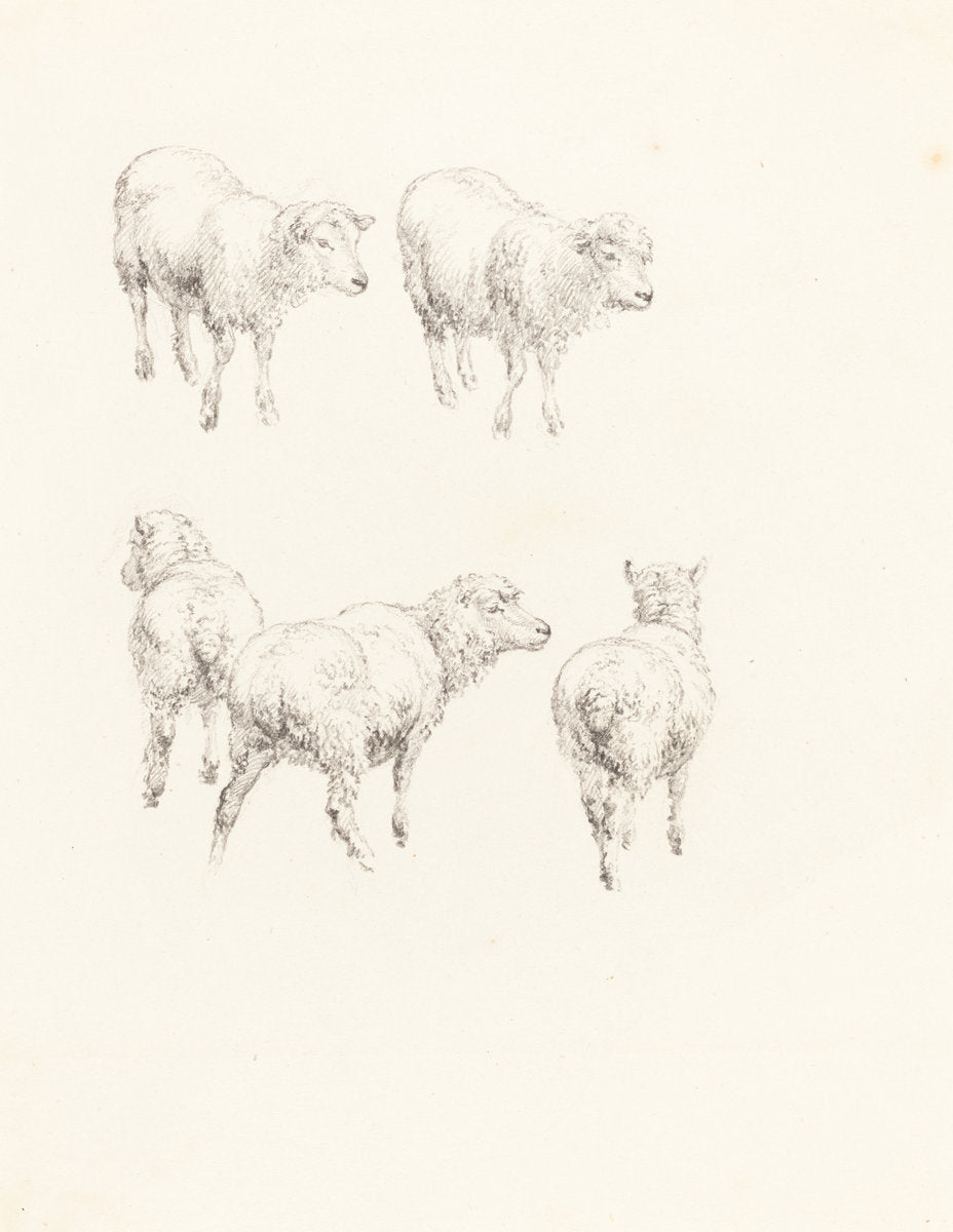 Five Sheep by Robert Hills (British, 1769 - 1844), 16X12"(A3)Poster Print