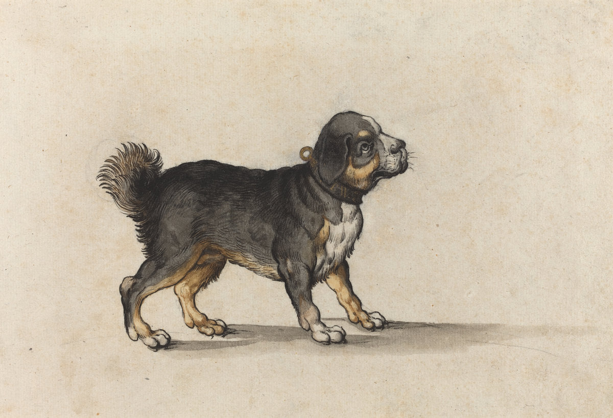 A Mastiff with a Gold-Tooled Collar by Jakob Walther (German, active 1584 - 1604), 16X12"(A3)Poster Print